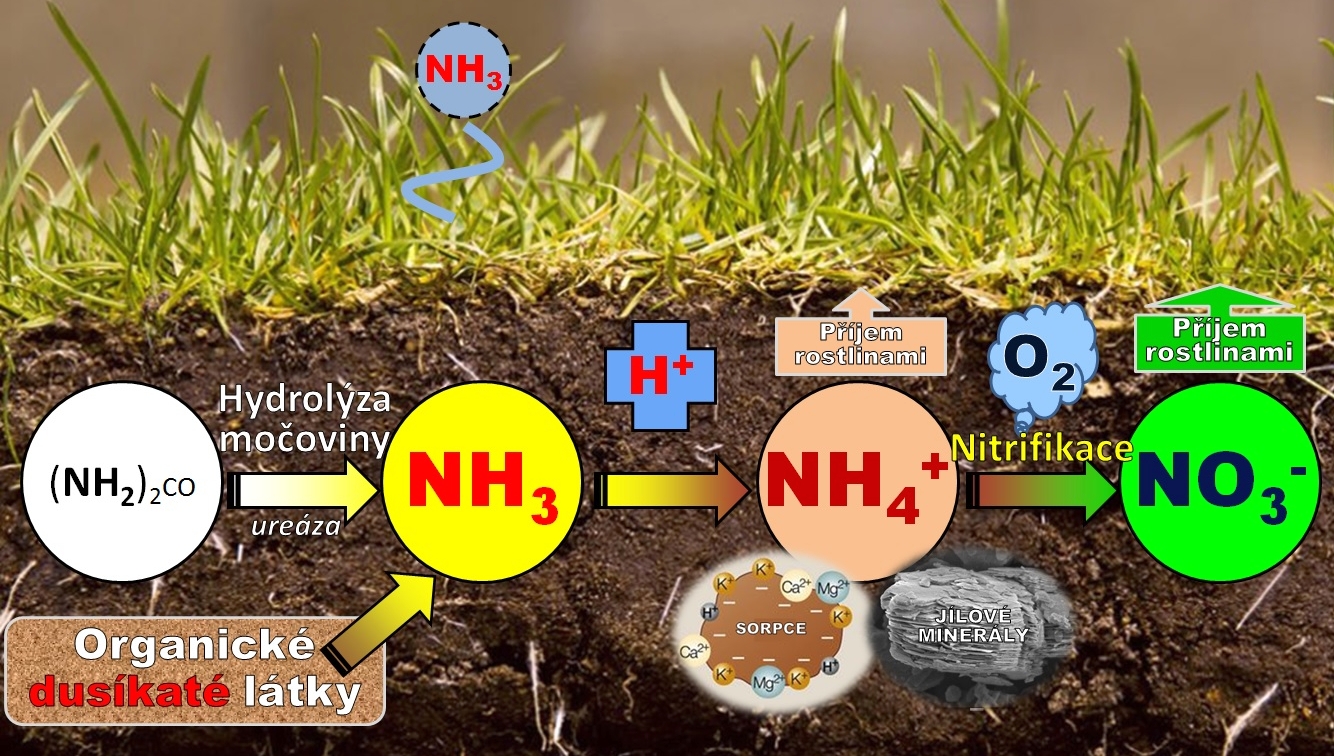přeměna N v půdě